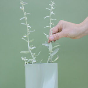 White Sagebrush